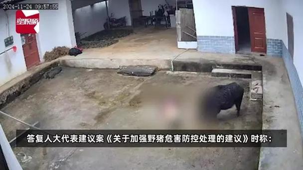 野猪冲进江苏电视台,江苏台报道野猪冲进江苏电视台