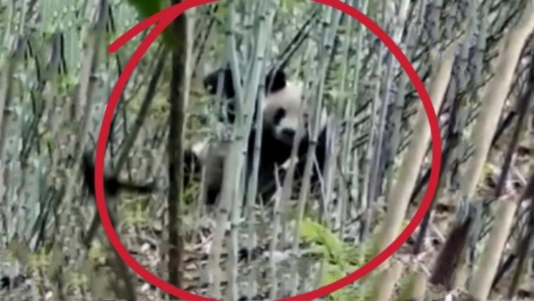 游客偶遇野生大熊猫,游客偶遇野生大熊猫高兴惨了